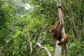 Sepilok Orangutan Centre