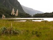 Laguna Liaviucu i Cajas nationalparken