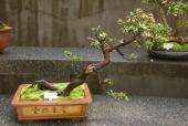 Bonzai træ i Singapore's botaniske have