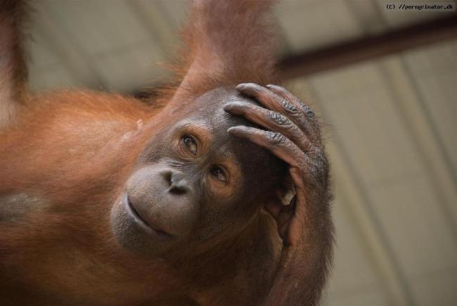 Sepilok Orangutan Centre Sepilok Orangutan Centre