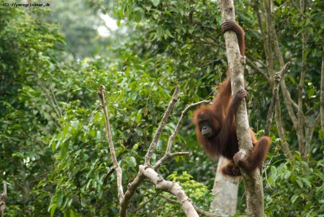 Sepilok Orangutan Centre Sepilok Orangutan Centre