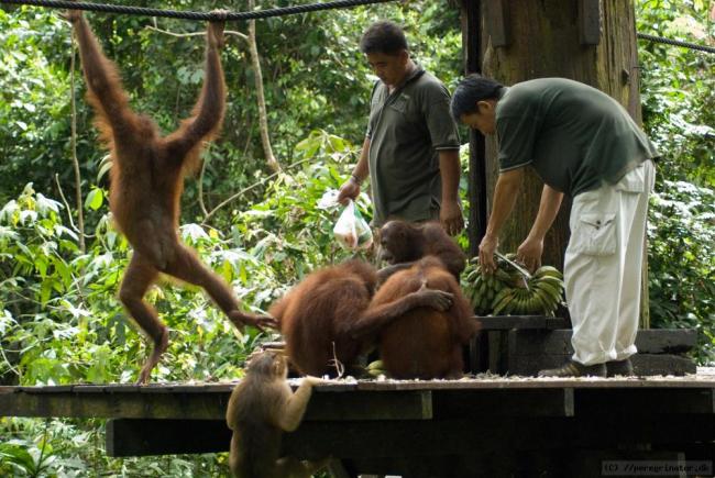 Sepilok Orangutan Centre Sepilok Orangutan Centre