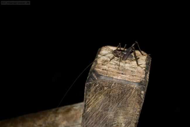 Insekter Insekter
