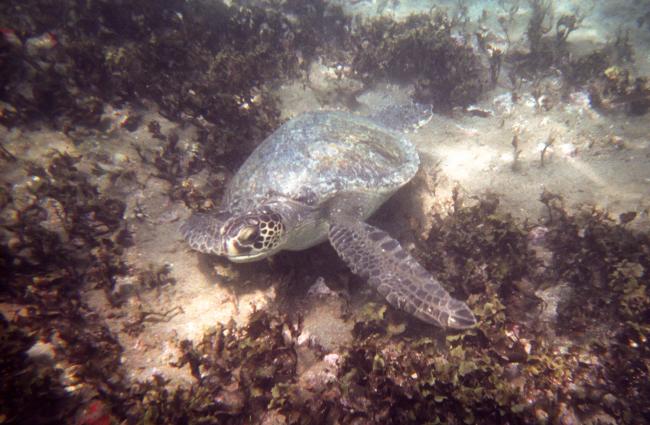 Havskildpadde ved Galapagos Havskildpadde ved Galapagos
