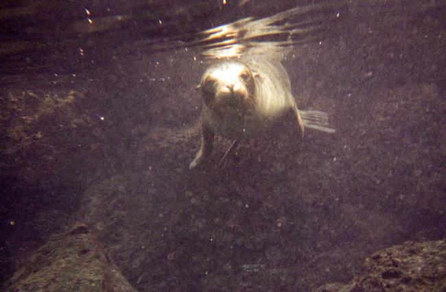 Svømmende søløve ved Galapagos Svømmende søløve ved Galapagos