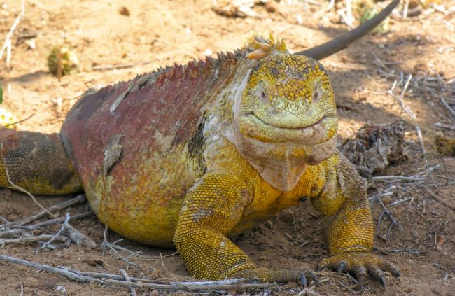 Landleguan på Galapagos Landleguan på Galapagos