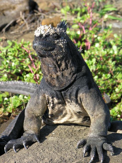 Marineleguan på Galapagos øerne Marineleguan på Galapagos øerne