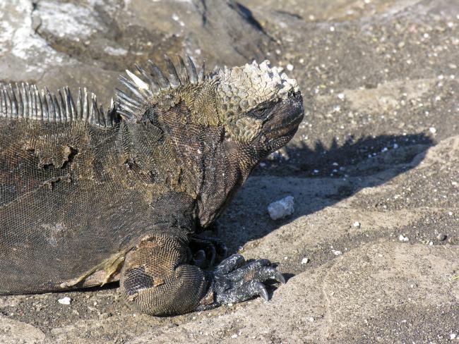 Marineleguan på Galapagos øerne Marineleguan på Galapagos øerne
