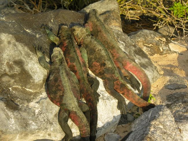 Marineleguan på Galapagos øerne varmer sig i solen Marineleguan på Galapagos øerne varmer sig i solen
