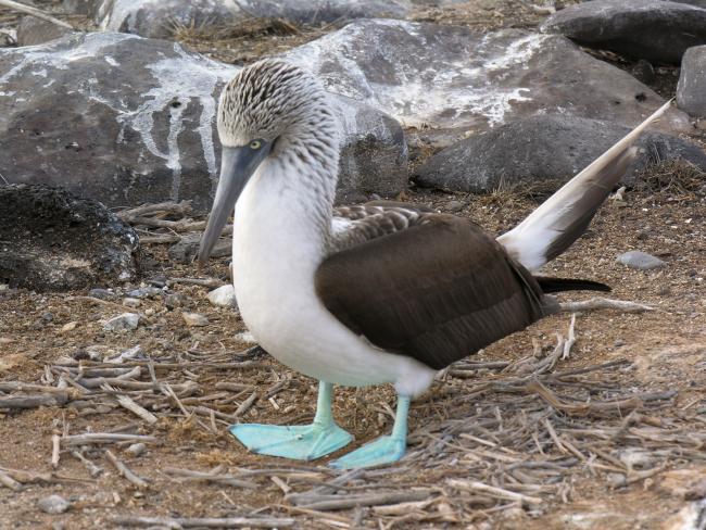 Blåfodet sule på Galapagos Blåfodet sule på Galapagos