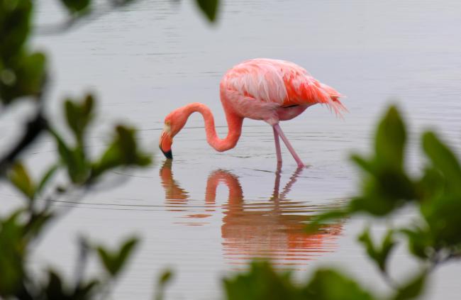Flamingoen får sin fine lyserøde farve fra farvestof i de krebs den spiser, som den ikke kan nedbryde Flamingoen får sin fine lyserøde farve fra farvestof i de krebs den spiser, som den ikke kan nedbryde