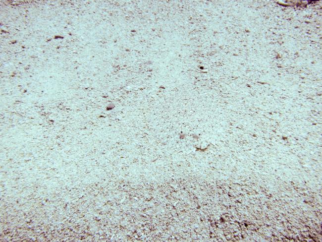 En flynder (engelsk Eyed Flounder) skjuler sig i sandet ved Cades Reef ud for Antigua